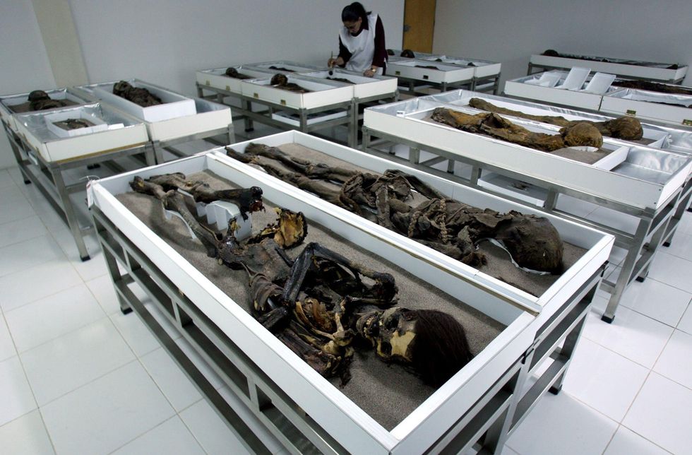 In het Museo Arqueolgico San Miguel Azapa in Arica Chili worden de Chinchorromummies tot nu toe bewaard en bestudeerd In het oude museum wordt slechts een fractie van de prehistorische resten gexposeerd in de buurt verrijst een splinternieuw museum