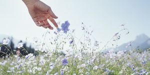 Hand in Wildflower Meadow