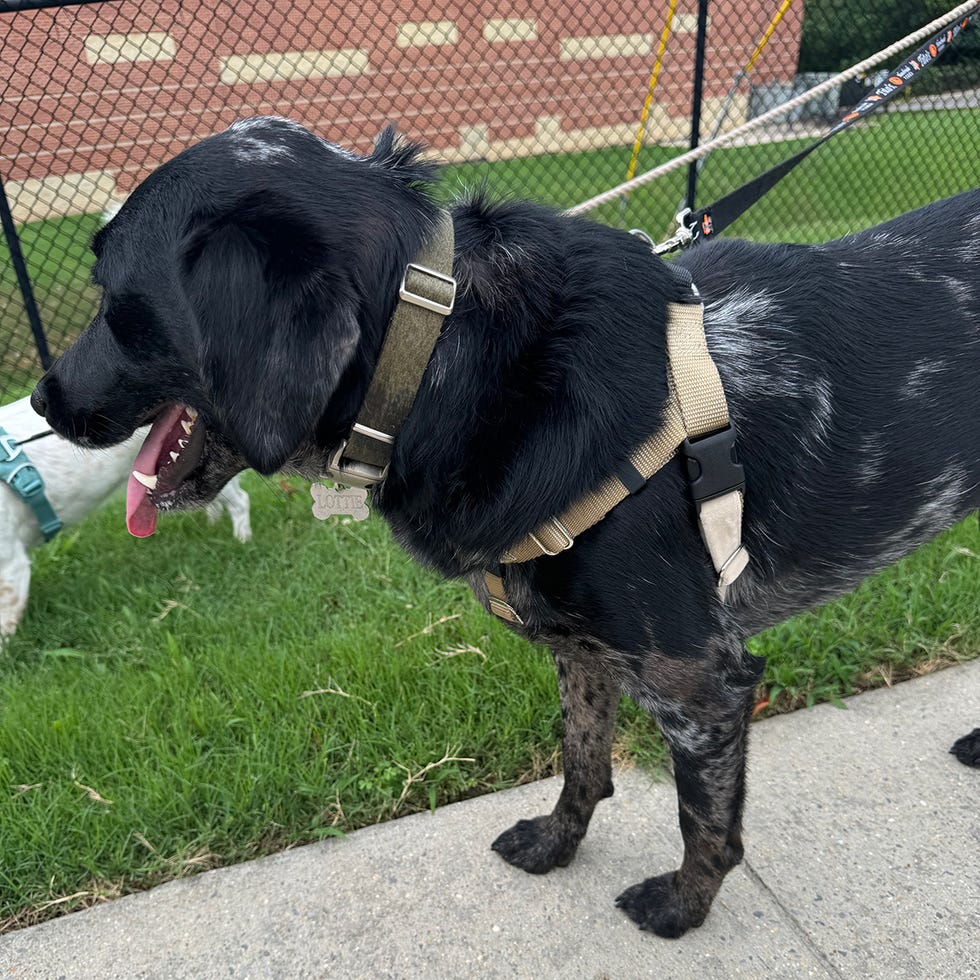 dog wearing a tan harness