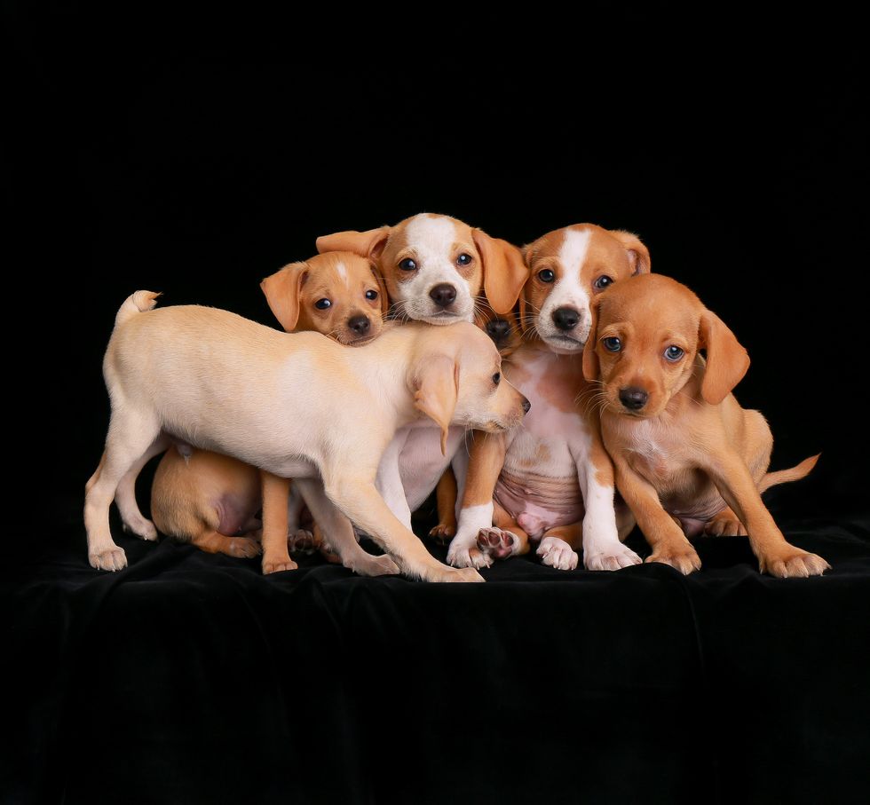 2nd Puppies Charlie Nunn © - Dog Photographer of the Year 2018