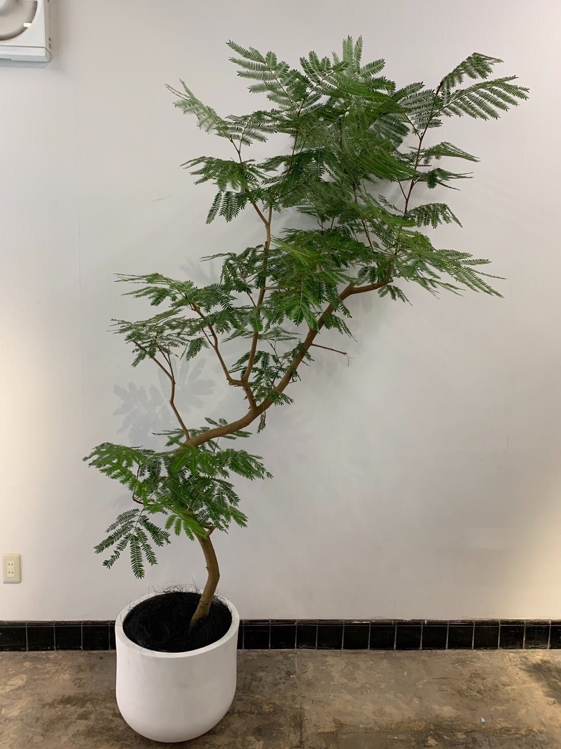 エバーフレッシュ　夜は眠るねむの木　観葉植物 120cm 楽天市場】ネムノキ エバーフレッシュ 100cmセンチ 夜には眠る葉