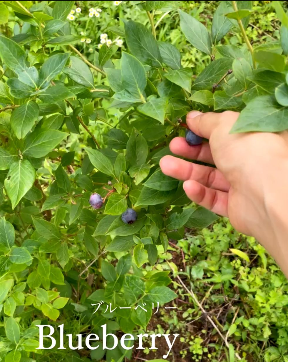 a hand holding a white plate in front of a bush with purple berries