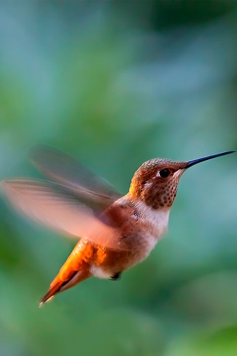 Nature, Hummingbird, Green, Beak, Organism, Bird, Vertebrate, Red, Wing, Adaptation, 