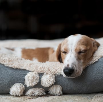 3 signs that your dog's bed needs replacing