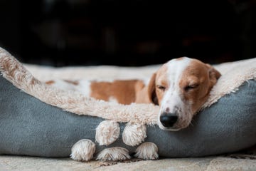un truco infalible para eliminar el mal olor de perros y gatos