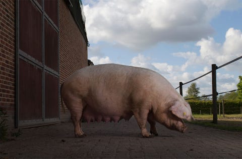 In 1962 bestond de Nederlandse varkensstapel bijna volledig uit twee rassen het Nederlands landvarken en het Nederlands GrootYorkshirevarken Door de introductie van de kruisingsfokkerij en de import van andere rassen waren er in 2014 nog maar twee raszuivere mannelijke landvarkens De foto hiernaast toont een landvarken van Christ Jochems eigenaar van Hoeve het Rondgors in Rijsbergen waar hij zeldzame landbouwrassen fokt