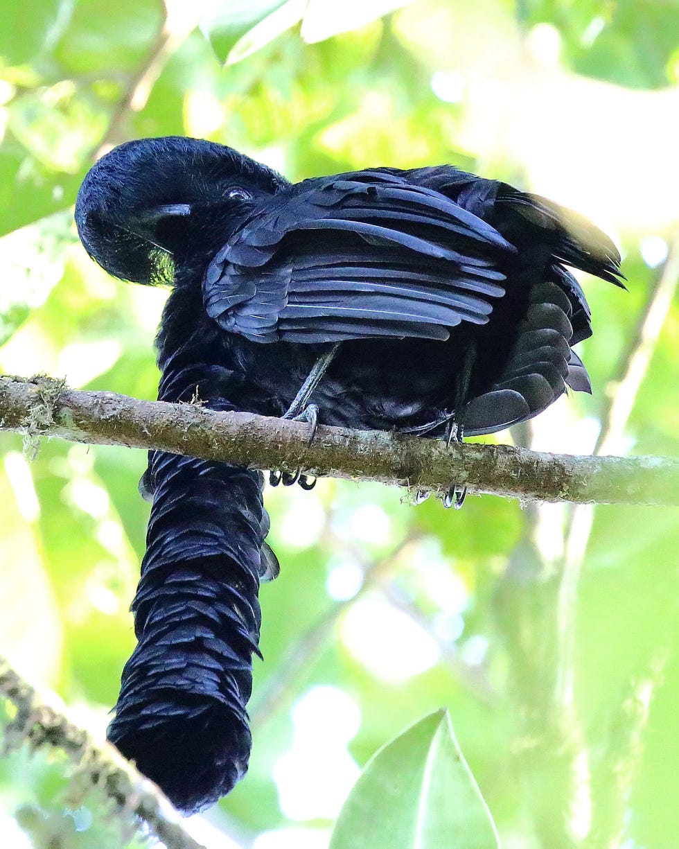 Bird, Coraciiformes, 