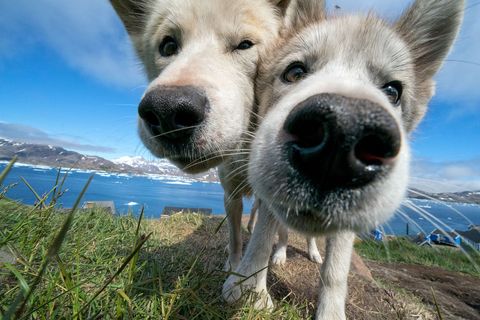 In Tasiilaq op Groenland genieten sledenhonden van een korte pauze in de zomerse warmte