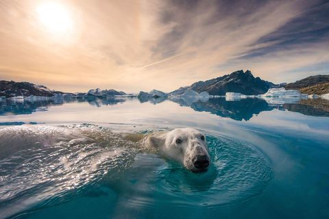 Een ijsbeer zwemt naar ons bootje om een kijkje te nemen Er zijn momenten op deze woeste en prachtige planeet die je nooit meer zult vergeten schrijft fotograaf Andy Mann Dit was er een van