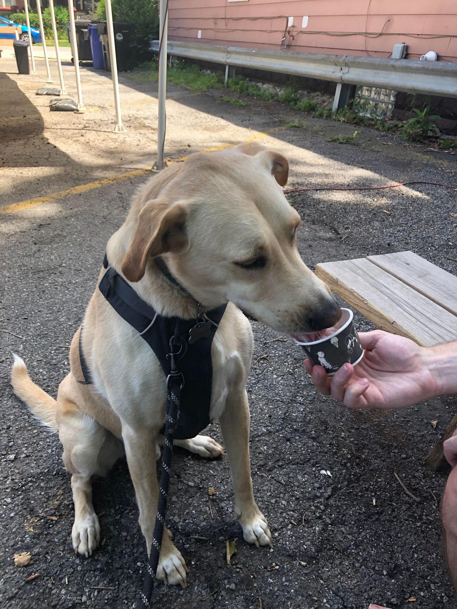 dog tester wearing ruffwear dog harness
