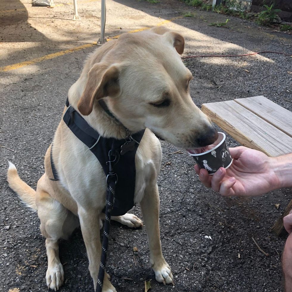 dog tester wearing ruffwear dog harness