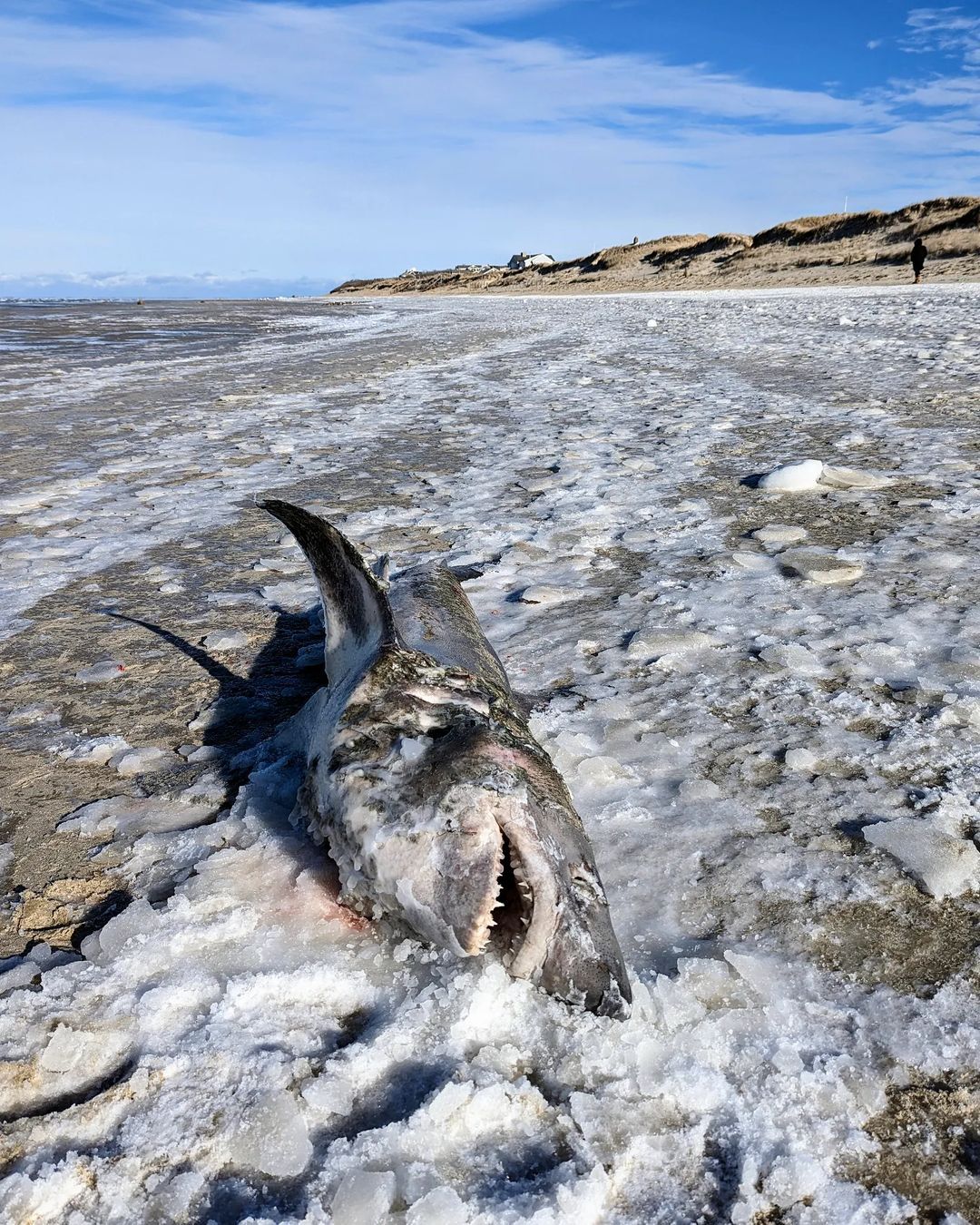 Aparece un tiburón congelado en Massachusetts