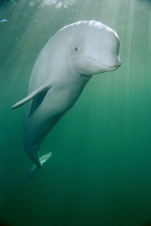In de ijzige wateren voor de kust van Nova Scotia Canada poseert een witte dolfijn voor een portretfoto