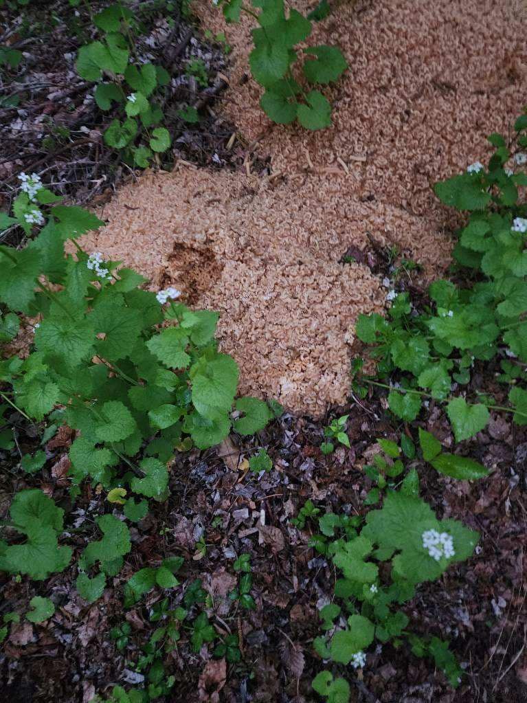 500 Pounds Of Cooked Pasta Were Dumped Near A Stream In New Jersey—And No  One Knows Why