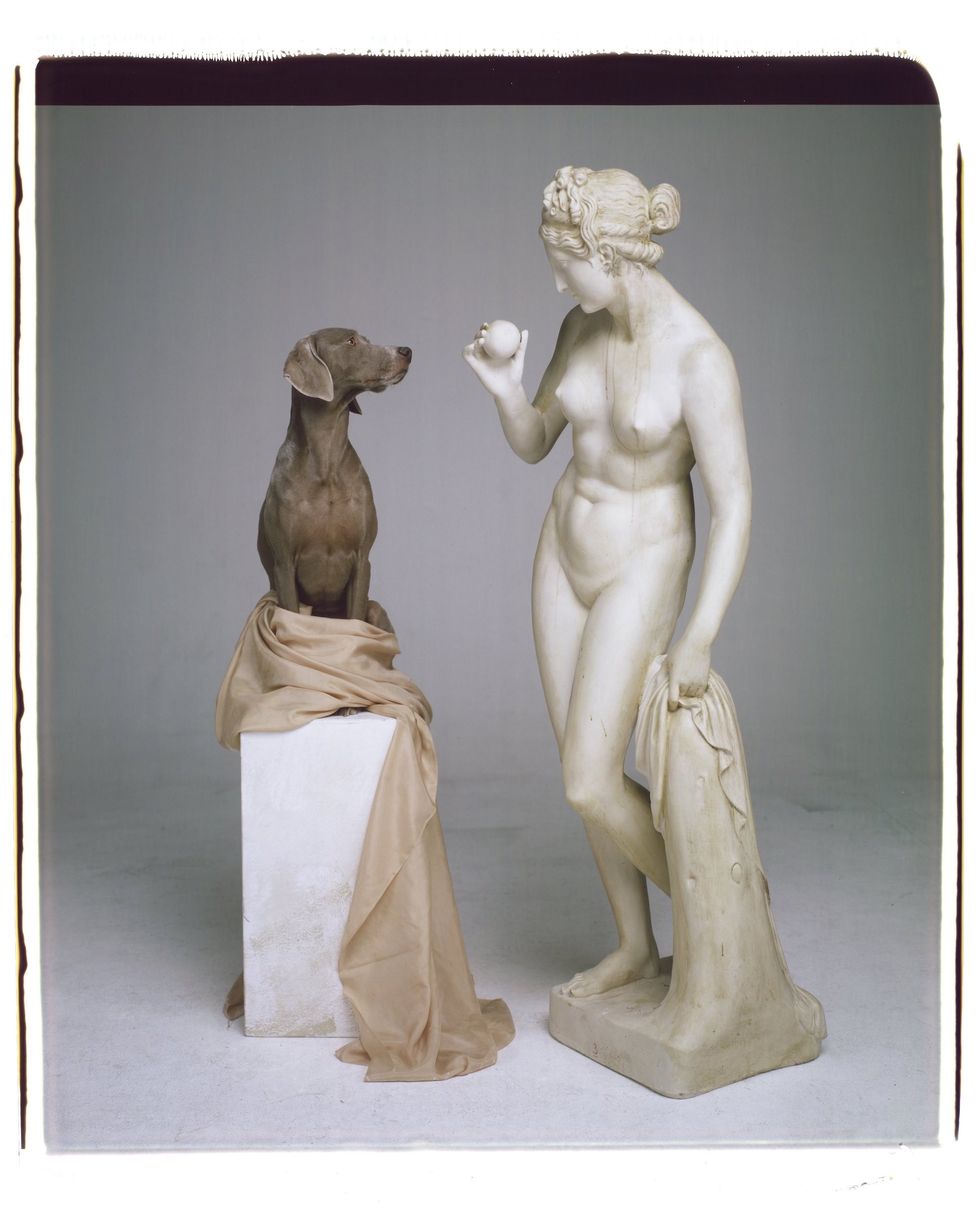 William Wegman, cane, scultura, 