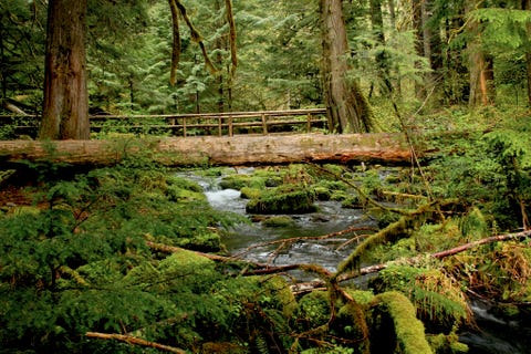 McKenzie River Trail