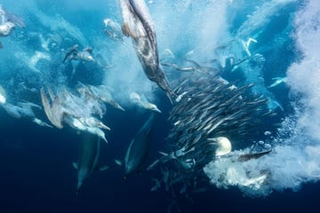 overall winnaar national geographic fotowedstrijd 2024