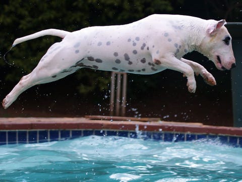 Mijn bullterrir springt in het zwembad om haar tennisbal terug te brengen Ze zal de bal altijd ophalen bij elk weer en elke temperatuur
