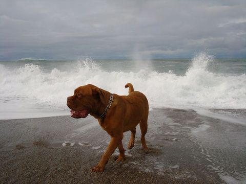 Clouseau een Bordeauxdog vindt het fijn om op het strand zijn poten nat te maken