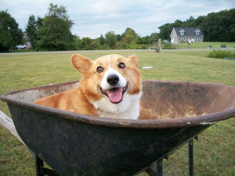 Max is een vijf jaar oude Welsh corgi Pembroke Hij is heel relaxed zoals je op de foto kunt zien en is dol op alle aandacht die hij kan krijgen