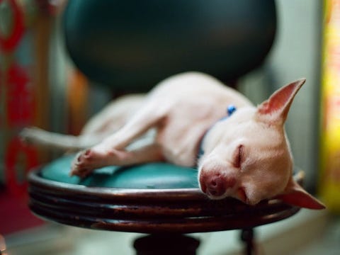 Een chihuahua heeft op de drukke avondmarkt in de Huaxistraat in Taipei een plekje gevonden om te slapen