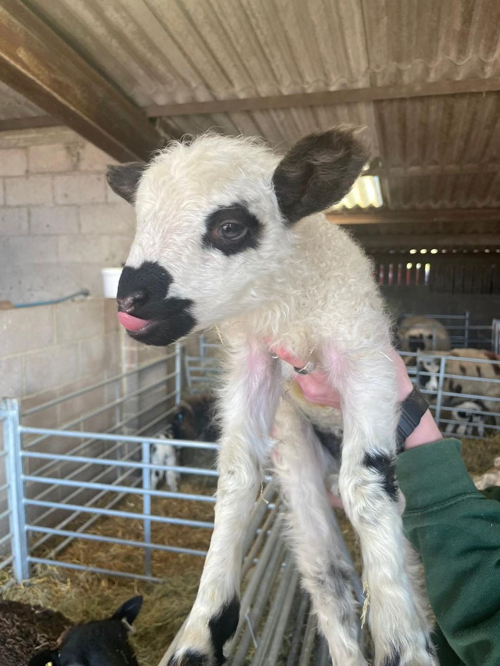farmer palmer's rare breed lamb