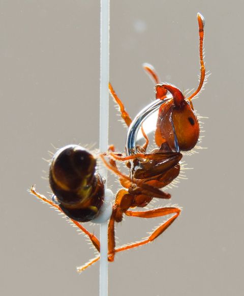 Zelfs n mier kan goed drijven dankzij zijn ruwe wasachtige haren