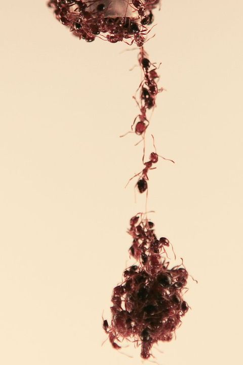 Mieren kunnen samenclusteren om structuren te vormen zoals torens of bruggen
