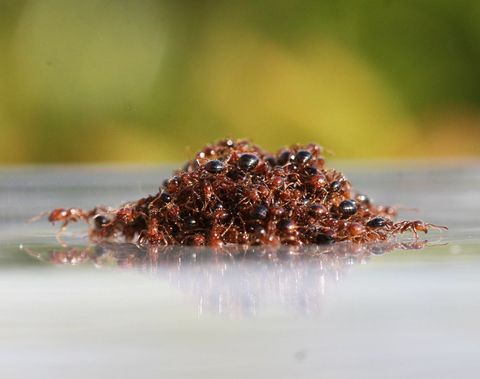 Een hoop van 500 mieren drijft op water in een laboratorium