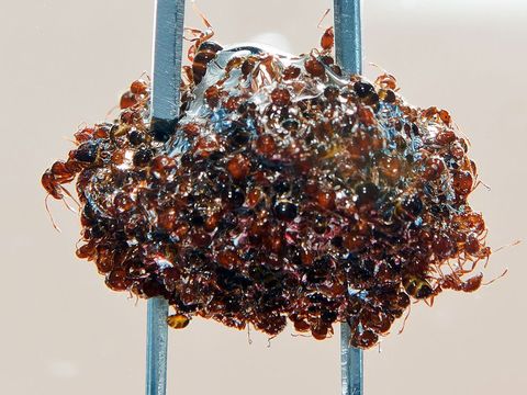 Toen de wetenschappers wat mieren in een droge beker stopten en erin roerden rolden de mieren zich tot een bal