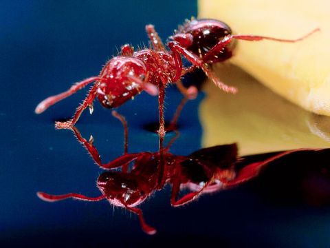 Een mier stapt op het water in een onderzoekslab