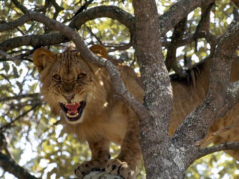 Een vrouwelijke Afrikaanse leeuw die ruw werd gewekt uit een dutje gromt vanuit een boom in de buurt van de rivier Zambezi