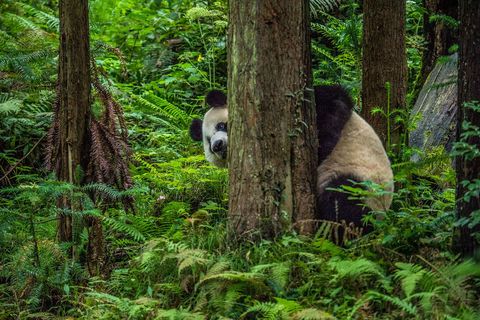 De 12jarige reuzenpanda Si Xue verkent haar omheinde verblijf in het Nationaal Natuurreservaat van Wolong in China Vanwege hun laagenergetische dieet moeten pandas te veel inspanning vermijden