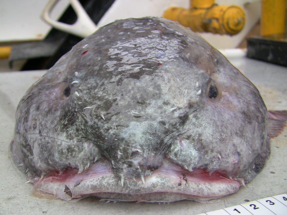 The Blob Sculpin, it lives off the continental shelves in very