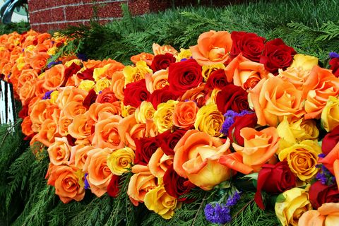 Flower, Orange, Rose, Petal, Garden roses, Plant, Yellow, Rose family, Cut flowers, Flowering plant, 