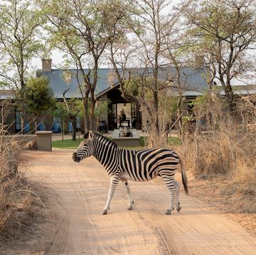 the farmstead at royal malewane, in the thornybush private game reserve, south africa
