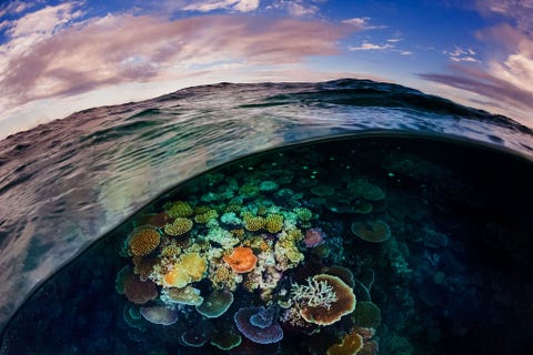 Op het Great Barrier Reef voor de kust van Port Douglas in Queensland Australi onthult een oceaangolf de verborgen wereld van het gezonde en robuuste Opal Reef