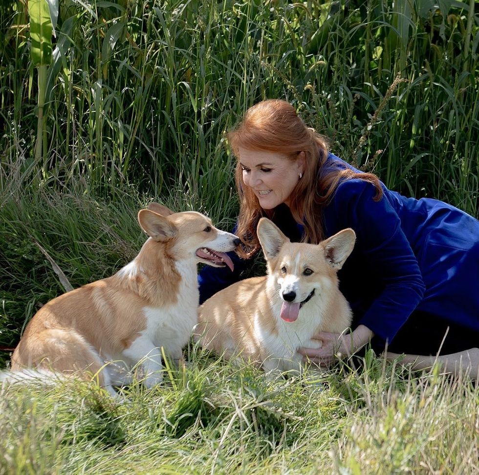 a person lying in grass with two dogs