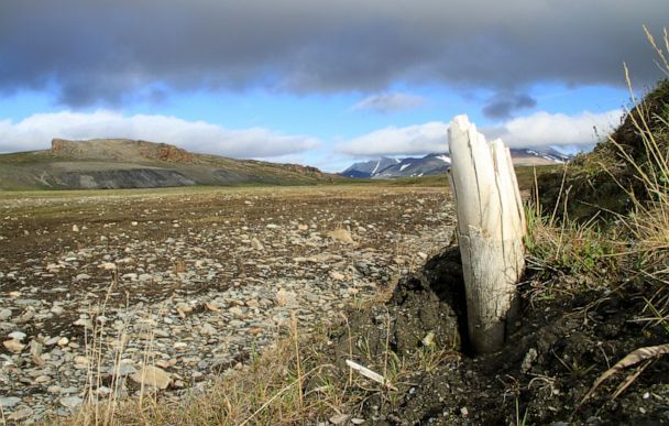 Op het eiland Wrangel in het uiterste noordoosten van Siberi duiken soms slagtanden van wolharige mammoeten op uit de permafrost Wrangel moet een van de allerlaatste toevluchtsoorden voor de mammoet zijn geweest want sommige soorten overleefden er tot zon 2500 v Chr wat het eiland tot een schatkamer van mammoetDNA maakt
