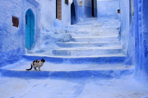 Laverend door de prachtige straatjes van Chefchaouen Marokko stuitte ik op deze verfomfaaide kat die op zijn ontbijt wacht De klik van de beschermdop deed haar de oren spitsen