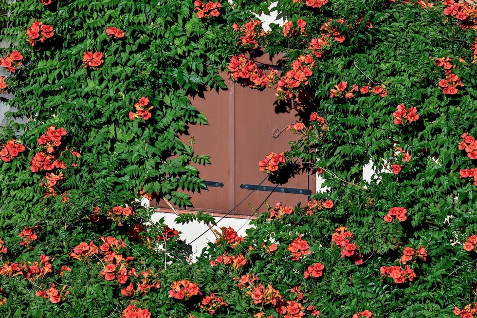 vibrant flowering vine partially covering wooden shutters
