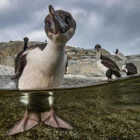 Een jonge keizeraalscholver komt zichzelf bekijken Waar ik ook heen zwom en wat ik ook wilde fotograferen overal werden deze jonge aalscholvers gedreven door nieuwsgierigheid schrijft Paul Nicklen