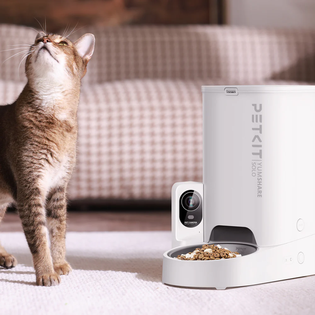 comedero automático para gatos