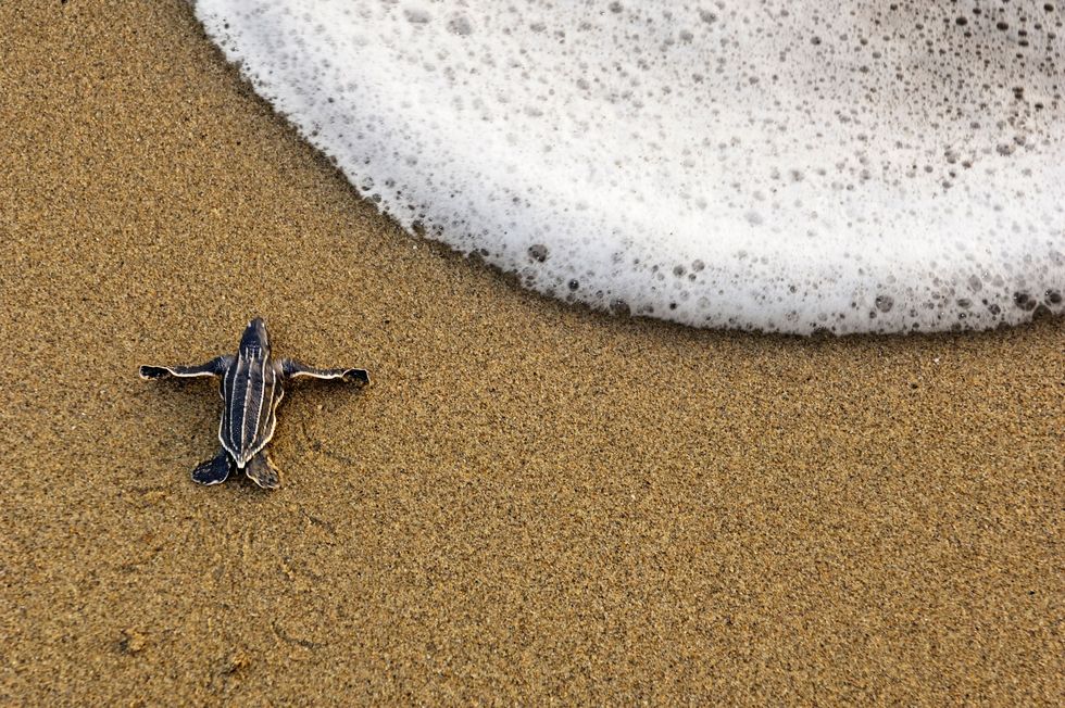 Op het Maturastrand in Trinidad een belangrijke broedplaats voor de bedreigde diersoorten kruipt een jonge lederschildpad naar de zee