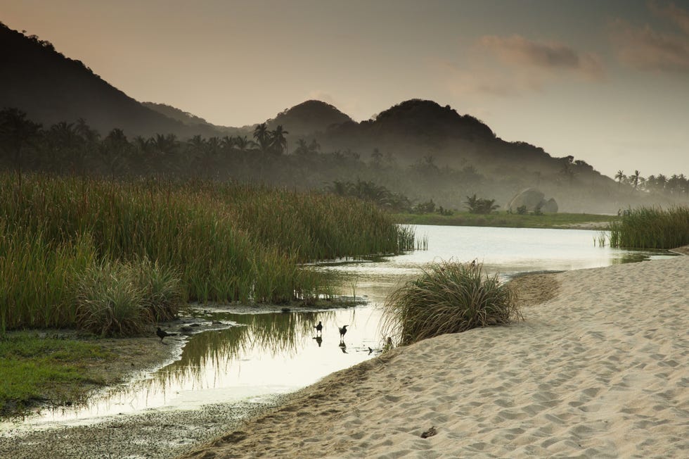 Tayrona National Park aan de Caribische kust van Colombia is een toevluchtsoord voor bijna 300 soorten vogels