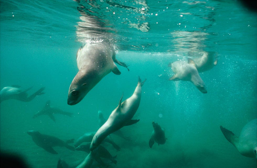 Een groep NieuwZeelandse of Hooker s zeeleeuwen Phocarctos hookeri speelt vlakbij hun broedkolonie bij Enderby Island Nieuw Zeeland