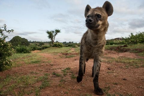 Een hyena loopt naar zijn hol in de buurt van een vuilnisbelt