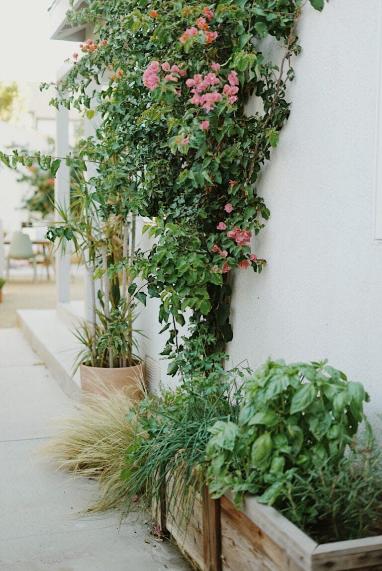 herb garden