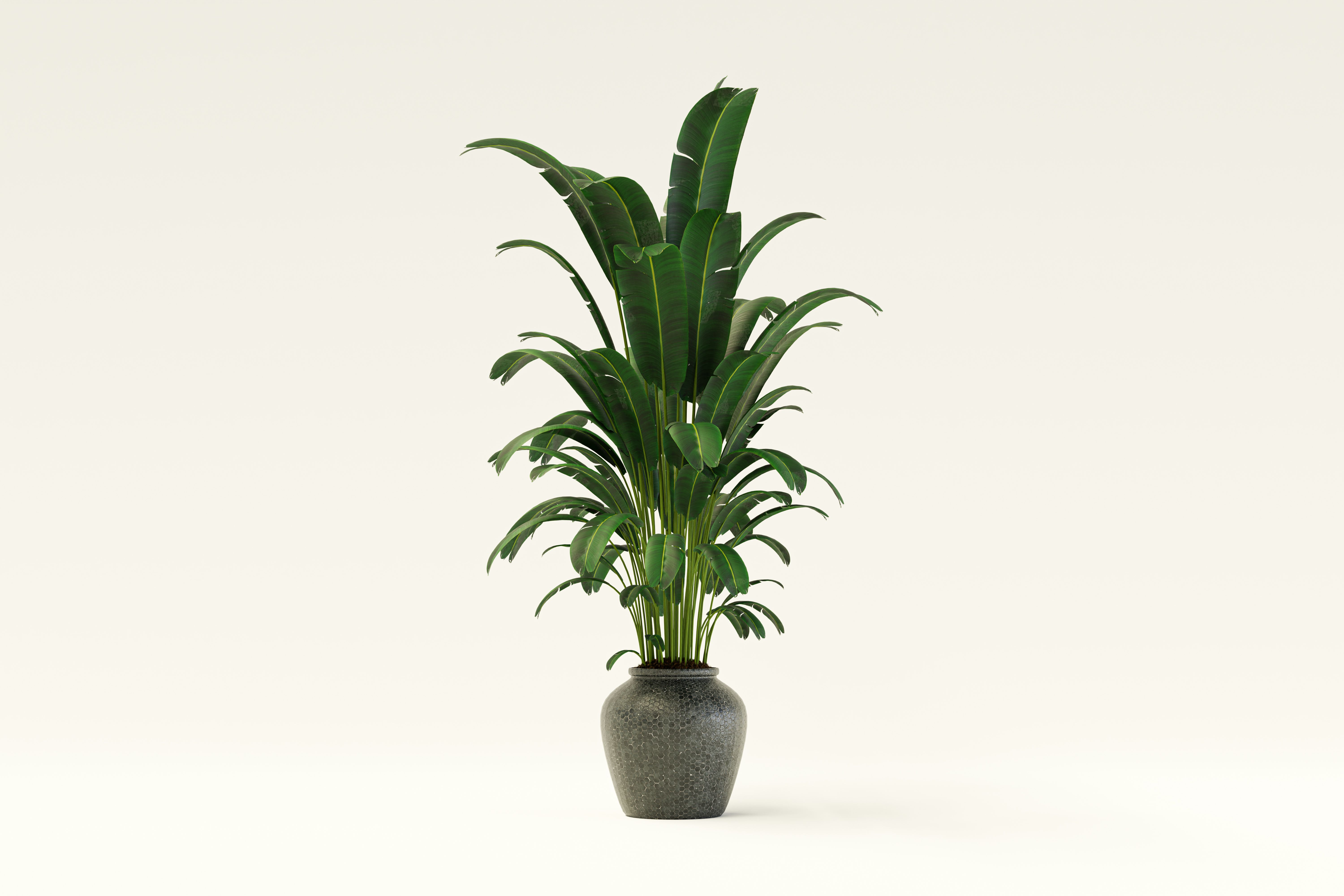 Green indoor plants discount