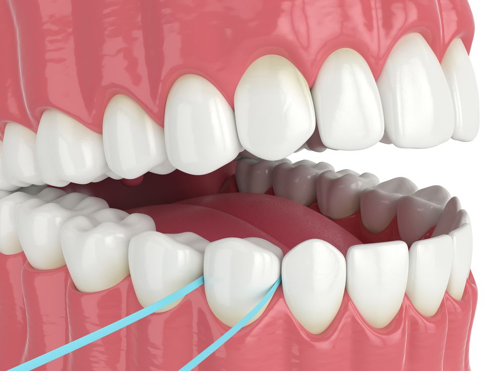 デンタルフロスを使った歯の模型